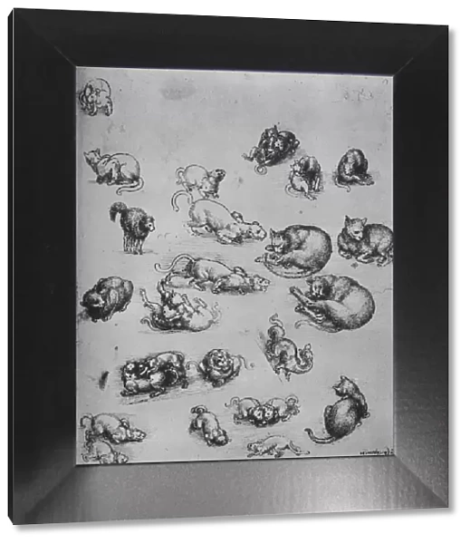 Studies of Cats and of a Dragon, c1480 (1945). Artist: Leonardo da Vinci