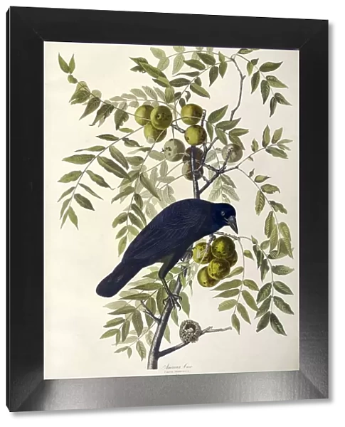 American Crow, Corvus Americanus, 1845
