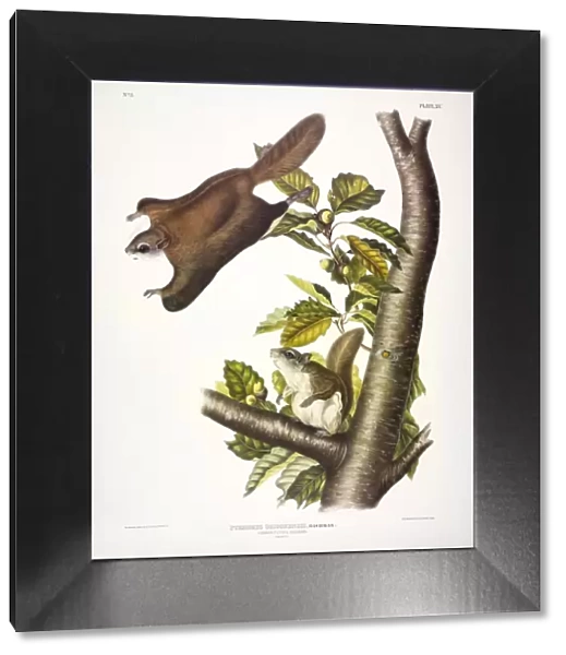 Oregon Flying Squirrel, Pteromys Origonensis, 1845