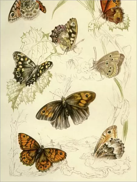 Butterflies, 19th century. Creator: Unknown