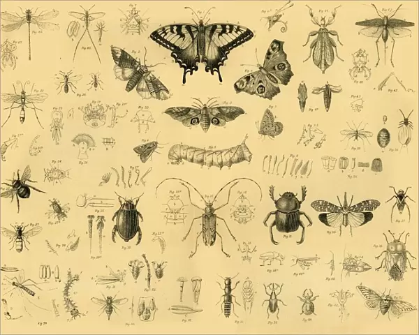 Insects, c1910. Creator: Unknown