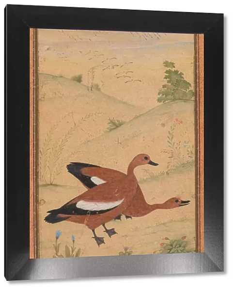 A pair of Brahminy ducks, c. 1595; borders added probably 1800s. Creator: Unknown