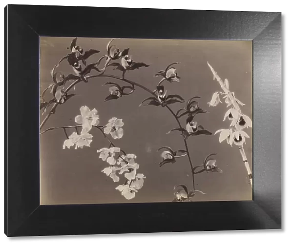 Study of Orchids, c. 1870s. Creator: Unidentified Photographer