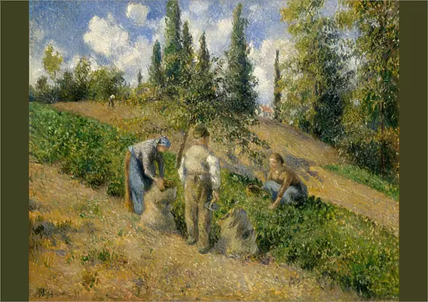 The Harvest, Pontoise (La Recolte, Pontoise), 1881. Creator: Camille Pissarro