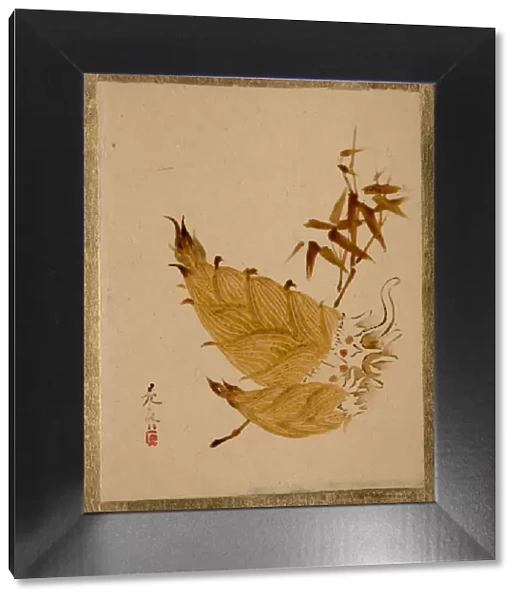 Bamboo Shoots, ca. 1880s. Creator: Shibata Zeshin