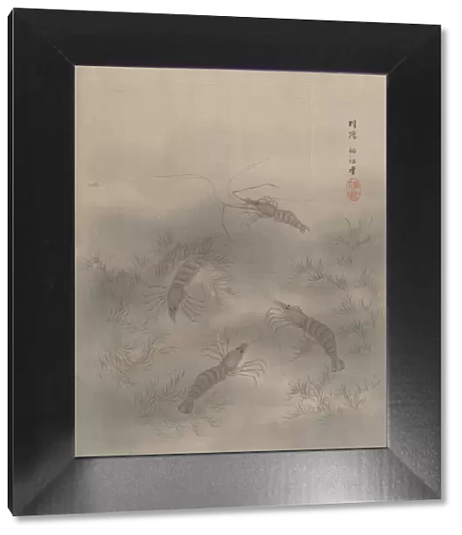 Shrimp (Ebi), ca. 1890-92. Creator: Seki Shuko
