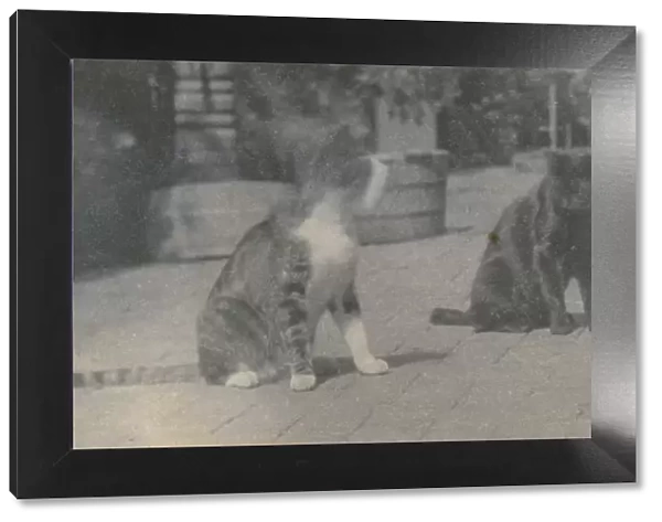 Four Cats, ca. 1895. Creator: Thomas Eakins