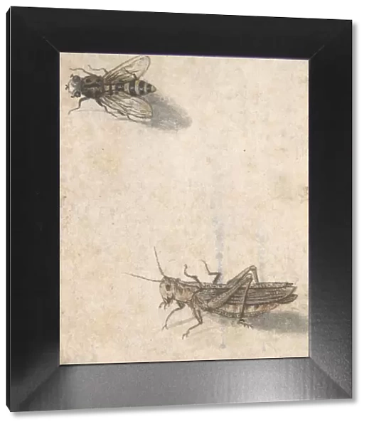 A Grasshopper and a Bee, 17th century (?). Creator: Anon