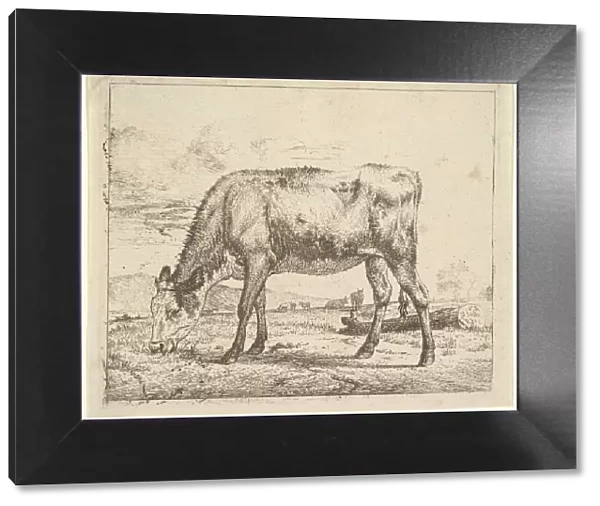 Grazing Calf, from Different Animals, 1658. Creator: Adriaen van de Velde
