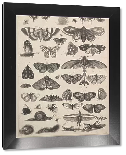 Forty-one Insects, including moths and butterflies, 1625-77. Creator: Wenceslaus Hollar
