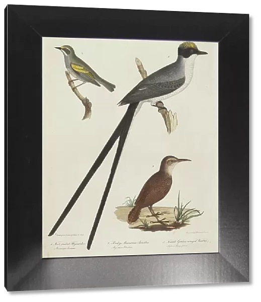 Fork-tailed Flycatcher, Rocky Mountain Anteater, and Female Golden-winged Warbler