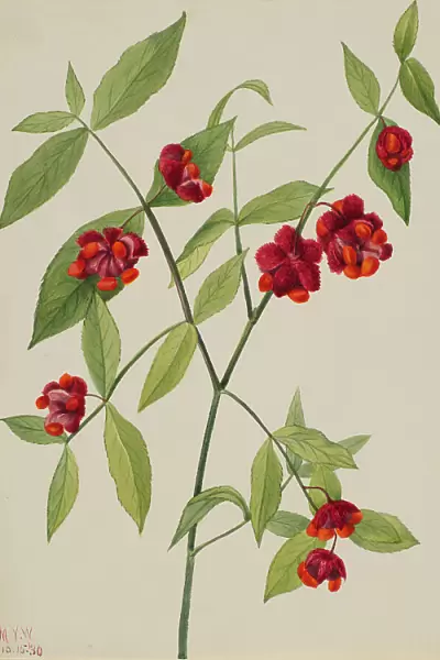 Strawberry Bush-'Hearts Bustin with Love'(Euonymus Americanus), 1930