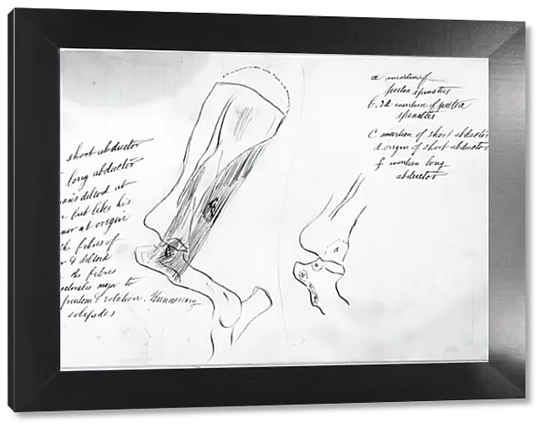 (Untitled) (Anatomical Study Of Bones), 1878. Creator: Thomas Eakins