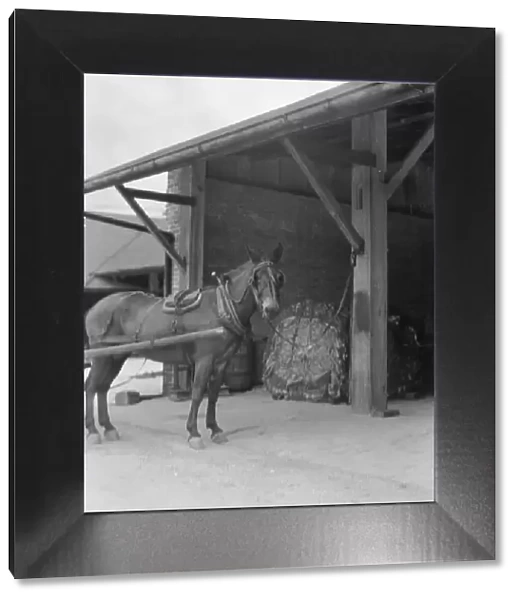 Mule harnessed to a wagon, New Orleans, between 1920 and 1926. Creator: Arnold Genthe