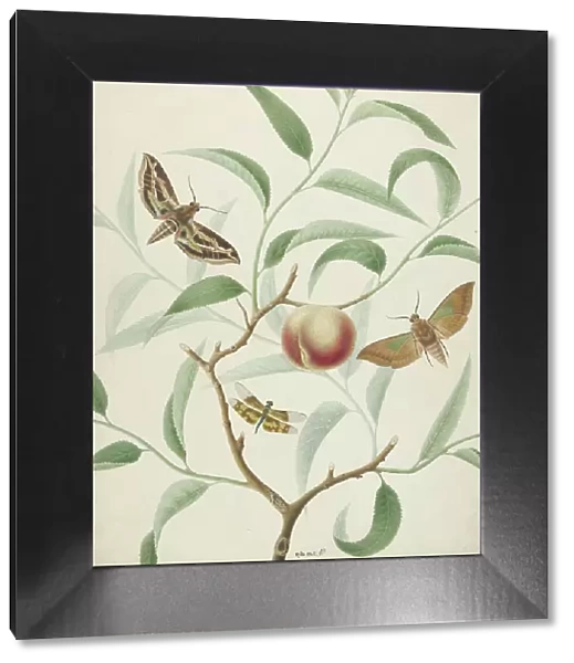 Peach on a branch with two exotic butterflies and a dragonfly, 1774-1842. Creator: Hermanus de Wit