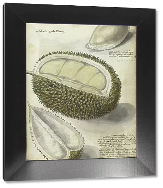 Durian, 1784. Creator: Jan Brandes