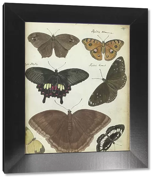 Butterflies from Java, 1784. Creator: Jan Brandes