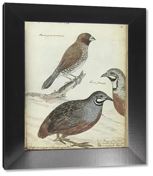 Rice bird and Javanese quail, 1785. Creator: Jan Brandes
