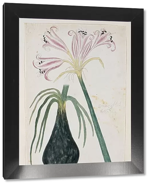 Crinum macowanii Baker, formerly Amaryllis belladonna (Cape coast lily), 1777-1786. Creator: Robert Jacob Gordon