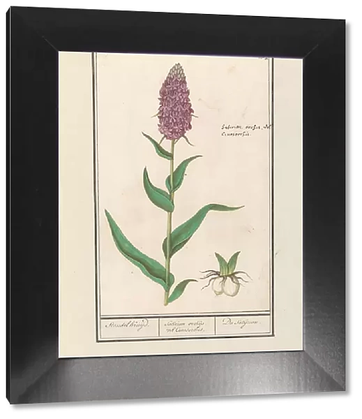 Marsh orchid (Dactylorhiza majalis), 1596-1610. Creators: Anselmus de Boodt, Elias Verhulst