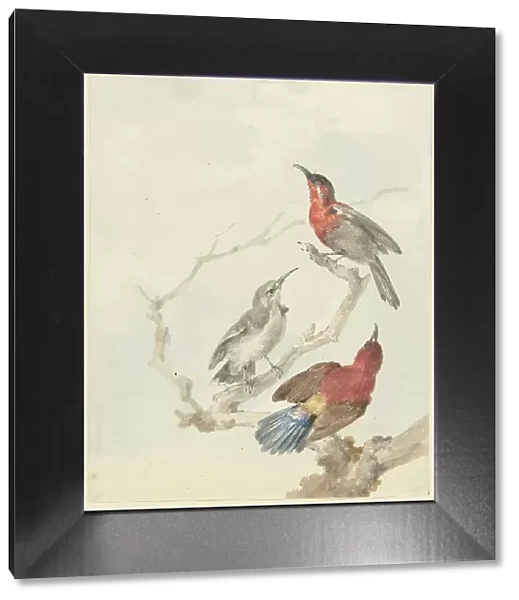 Three Crimson Sunbirds, 1780. Creator: Aert Schouman
