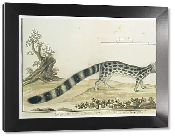 Genetta tigrina (Cape genet), 1777-1786. Creator: Robert Jacob Gordon