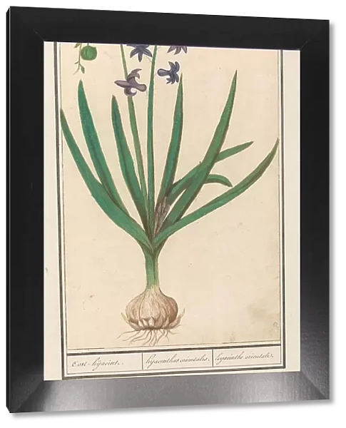 Hyacinth (Hyacinthus orientalis), 1596-1610. Creators: Anselmus de Boodt, Elias Verhulst