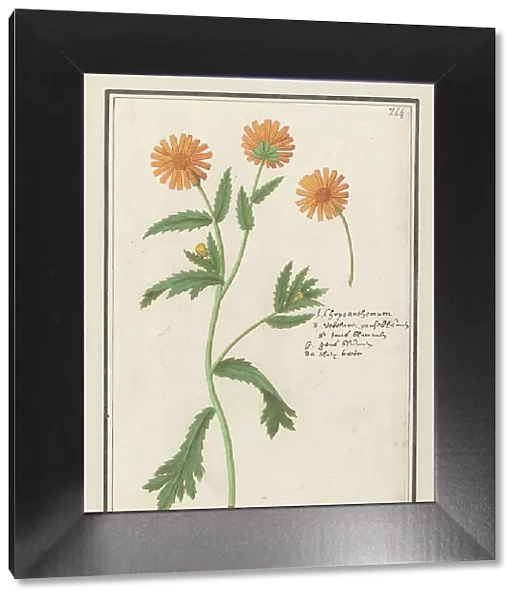 Chrysant (Chrysanthemum), 1596-1610. Creators: Anselmus de Boodt, Elias Verhulst
