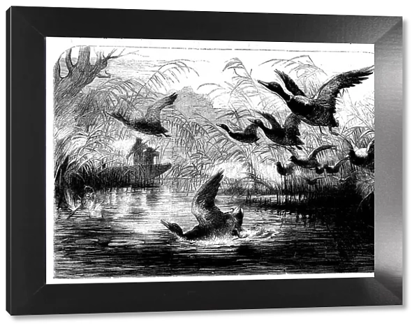 Wild Fowl Shooting, 1858. Creator: Unknown