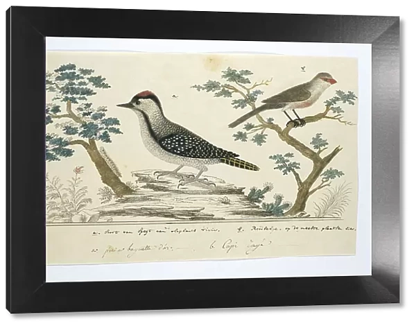 Dendropicos fuscescens (Cardinal woodpecker)and Estrilda astrild (Common waxbill), 1777-1786. Creator: Robert Jacob Gordon