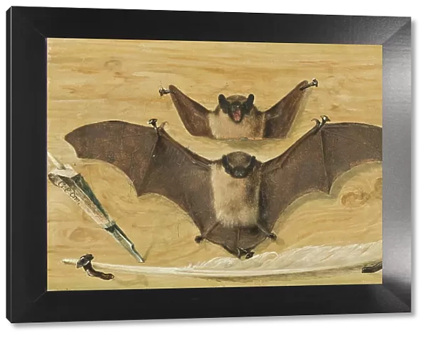Trompe l'oeil: Two bats nailed to a timber wall, knife and quill pen ('The Bat Painting'), 1738. Creator: Gabriel Orm. Trompe l'oeil: Two bats nailed to a timber wall, knife and quill pen ('The Bat Painting'), 1738. Creator: Gabriel Orm
