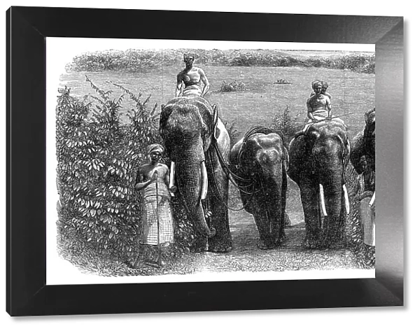 Mode of capturing wild elephants in Ceylon: taming a wild elephant, 1864. Creator: Unknown