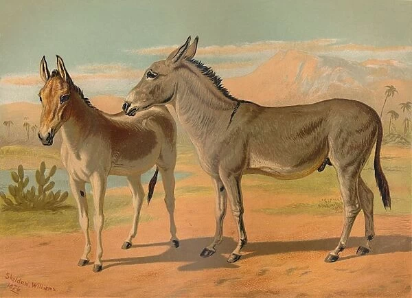 Abyssinian Wild Male Ass & Female Indian Onager, c1879. Creator: Unknown