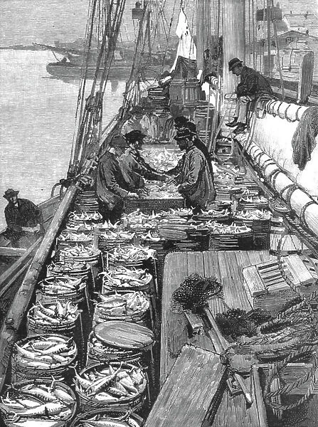 The American Fisheries Question; Dressing a Deck of Mackerel, 1890. Creator: Rev. W.S Green