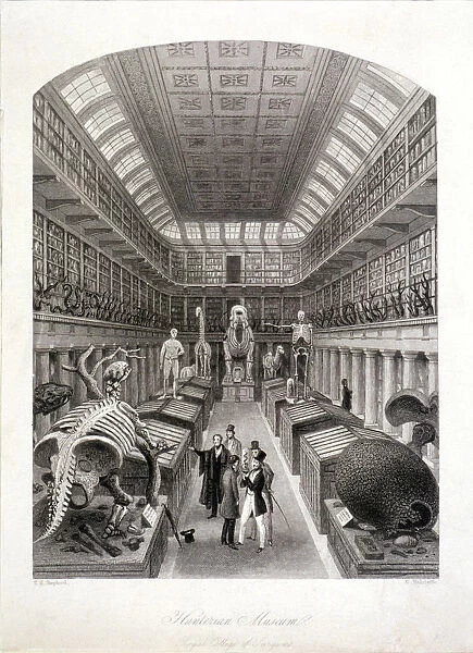 Animal skeletons at the Hunterian Museum, Lincolns Inn Fields, Holborn, London, c1820