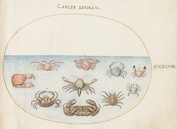 Animalia Aqvatilia et Cochiliata (Aqva): Plate XLVIII, c. 1575 / 1580. Creator: Joris Hoefnagel
