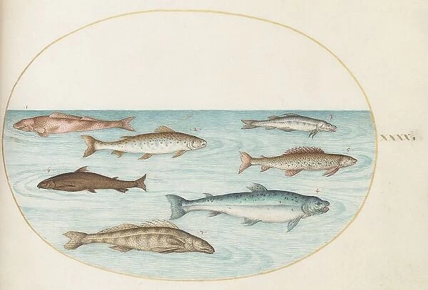 Animalia Aqvatilia et Cochiliata (Aqva): Plate XL, c. 1575 / 1580. Creator: Joris Hoefnagel