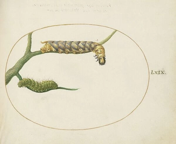 Animalia Qvadrvpedia et Reptilia (Terra): Plate LXIX, c. 1575 / 1580. Creator: Joris Hoefnagel