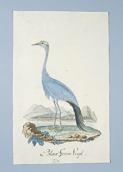 Anthropoides paradisea (Blue crane or Stanley crane), 1777-1786. Creators: Robert Jacob Gordon, Johannes Schumacher
