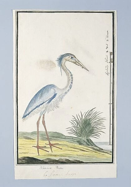 Ardea cincrea (Grey heron), 1777-1786. Creator: Robert Jacob Gordon