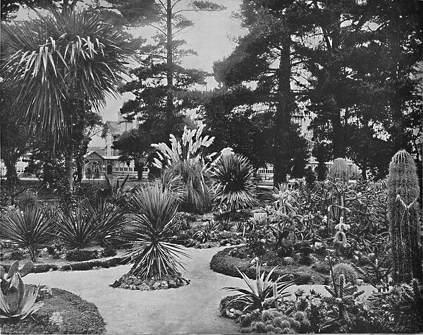 Arizona Garden. Monterey, Cal. c1897. Creator: Unknown