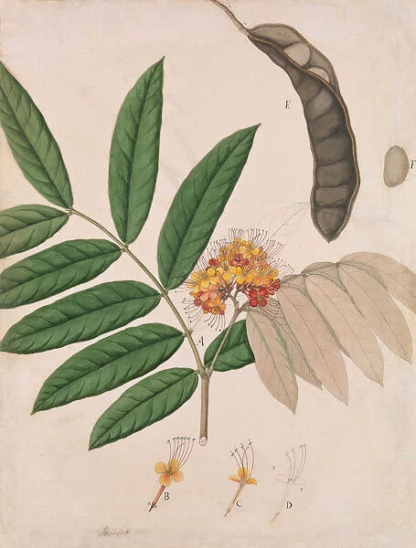 Ashoka Tree Flower, Leaves, Pod, and Seed, first half 19th century. Creator: Unknown