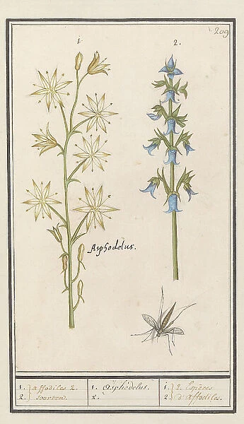 Asphodel (Asphodelus) and Rough bellflower (Campanula trachelium), 1596-1610. Creators: Anselmus de Boodt, Elias Verhulst