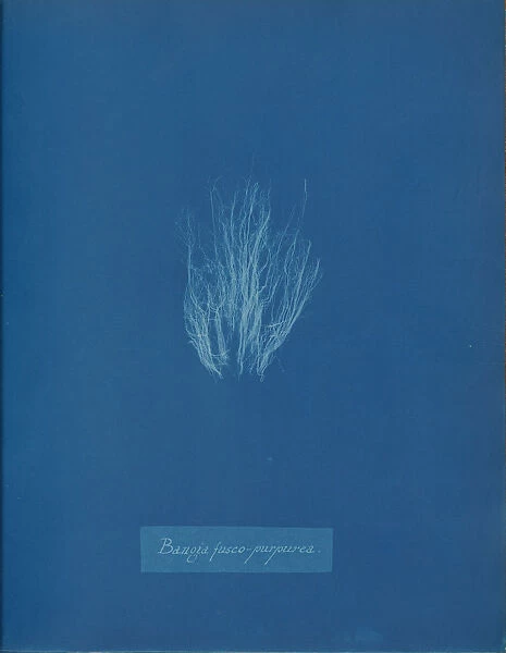 Bangia fusco-purpurea, ca. 1853. Creator: Anna Atkins