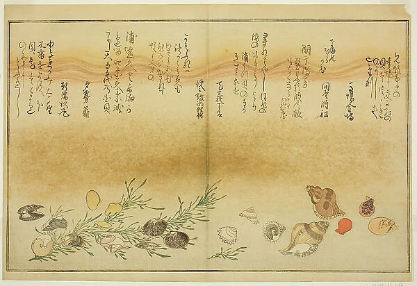 Beni-gai, hora-gai, urauzu-gai, wasure-gai, chiyonohana-gai, and masuho-gai, from... Japan, 1789. Creator: Kitagawa Utamaro