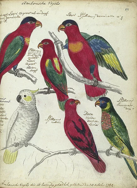 Birds from Ambon, 1784. Creator: Jan Brandes