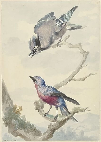 Two birds: a blue jay and a purple breast motinga, 1760. Creator: Aert Schouman
