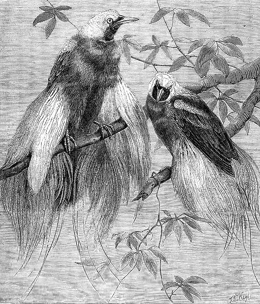 Birds of Paradise in the Zoological Society's Gardens, Regent's Park, 1862. Creator: Friedrich Wilhelm Keyl