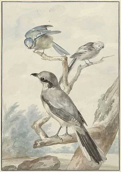 Three birds: a tail tit, a blue tit and a Klapekster or big clawier, 1756. Creator: Aert Schouman