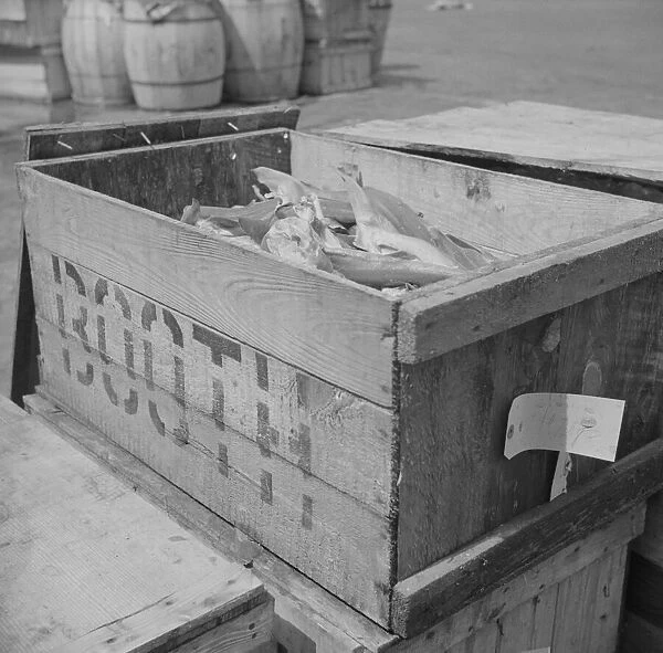 Box of fish at the Fulton fish market waiting to be iced, New York, 1943. Creator: Gordon Parks